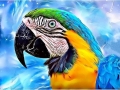 BIRDS-Parrot Spirit by Alan Foxx - PoP x HoyPoloi Gallery