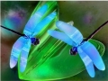 DRAGONFLIES-Dragonfly Flight by Alan Foxx - PoP x HoyPoloi Gallery