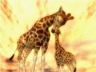 GIRAFFES-Baby Giraffe Admire by Alan Foxx - PoP x HoyPoloi Gallery