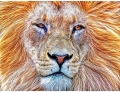 LION-Lion Majestic by Alan Foxx - PoP x HoyPoloi Gallery