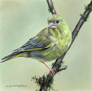 Greenfinch On a Branch