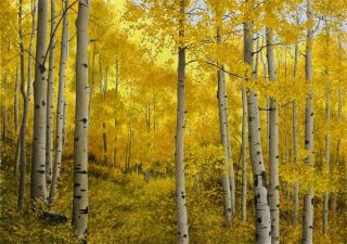 Alone with the Aspens