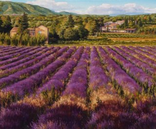 Lavender Of The Luberon