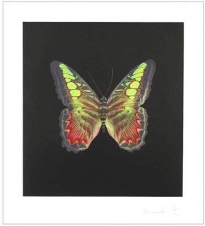 Butterfly by Damien Hirst