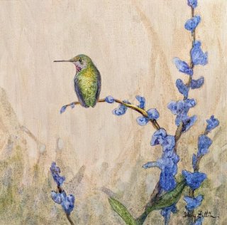 Anna's Hummingbirds and Blue Sage