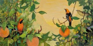 Hooded Orioles and Oranges
