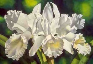 White Cattleyas 3