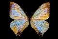 Golden Blue Butterfly (Série/Series)