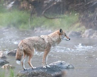 Alpha Coyote in Mist
