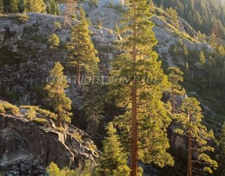 Backlit Pines and Granite