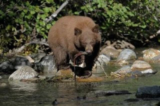 Black Bear with Kokanee Salmon, Taylor Creek