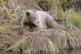 Blond Bear Laying on Fall Grasses