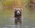 Brown Bear in Brilliant Fall Reflection