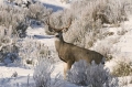 Buck in Frost and Snow