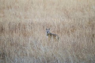 Coyote in Fall Meadow Grass