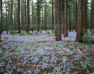 Dwarf Lupine and Pine Forest