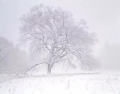 Elm Tree, Blizzard