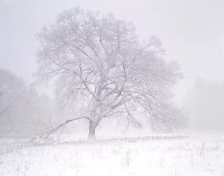 Elm Tree, Blizzard