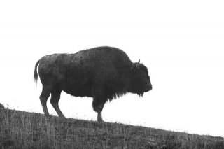 Lone Bison on Hill