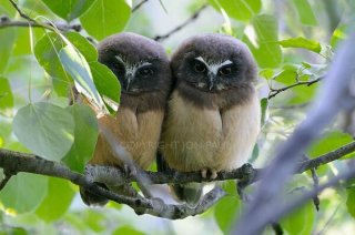 Northern Saw-whet Owl Fledglings in Aspens