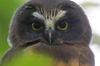 Northern Saw-Whet Owl Portrait