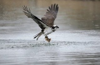 Osprey and Catfish