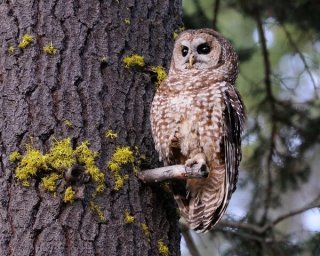 Spotted Owl II