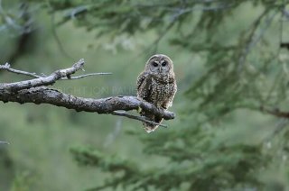 Spotted Owl I
