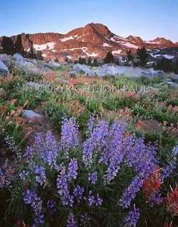 Spring Wildflowers and Alpenglow