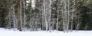 Winter Aspens and Pine Forest