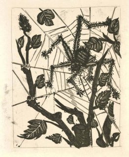 485 - The Spider (Histoire Naturelle - Textes de Buffon, B.353)