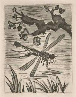 492 - The Dragonfly (Histoire Naturelle - Textes de Buffon, B.354)