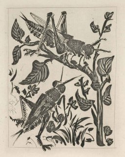 493 - The Grasshopper (Histoire Naturelle - Textes de Buffon, B.358)