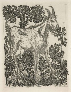 495 - The Goat (Histoire Naturelle - Textes de Buffon, B.335)