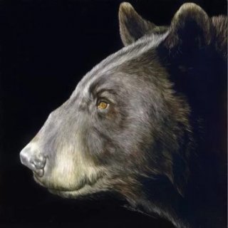 Profile of a Black Bear
