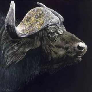 Profile of a Cape Buffalo