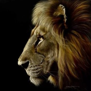 Profile of a Lion