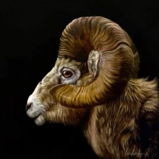 Profile of a Ram