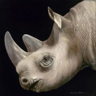 Profile of a Rhino
