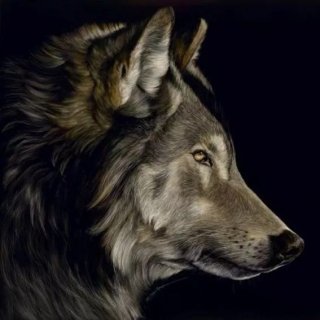 Profile of a Wolf