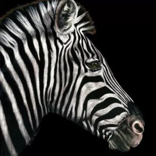 Profile of a Zebra