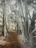 Cypress Trail, a' la poupee' edition