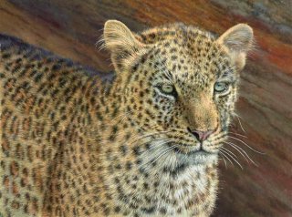 Leopard, Maasai Mara II