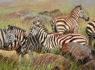 Zebras, Maasai Mara III