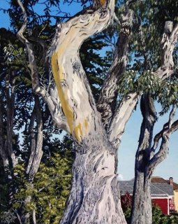 Eucalyptus, Pacific Grove